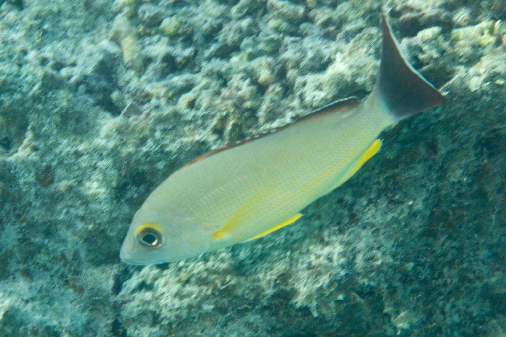 Blacktail Snapper (Lutjanus fulva)