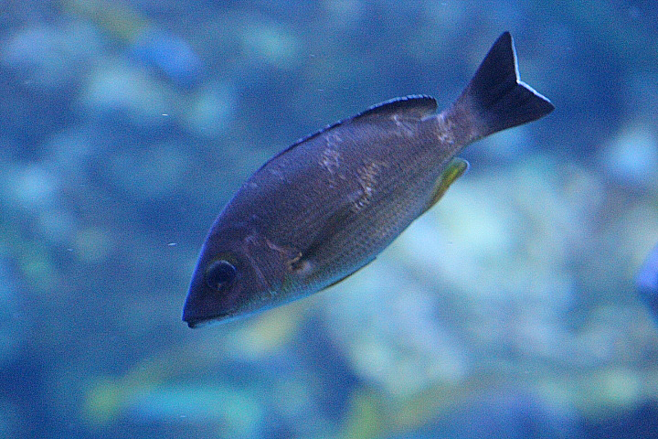 Blacktail snapper (Lutjanus fulvus) - BXSea