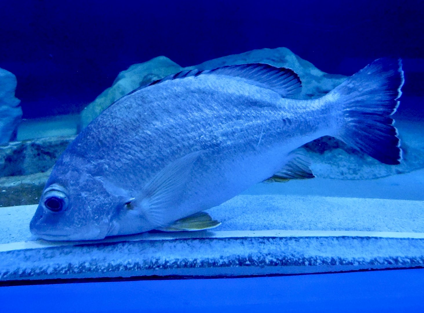 Blacktail Snapper (Lutjanus fulvus) October 26, 2025