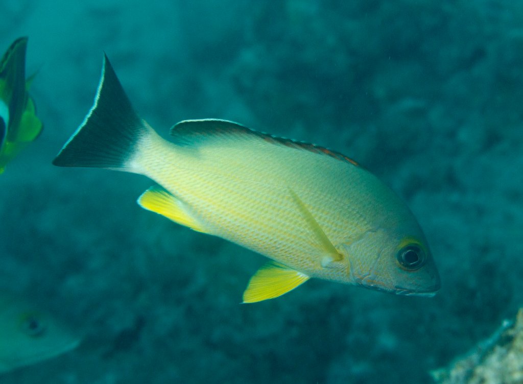 Blacktail Snapper (Lutjanus fulvus)