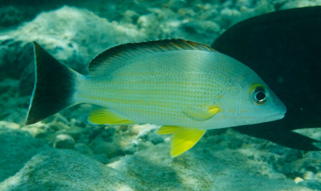 Blacktail Snapper (Lutjanus fulvus)
