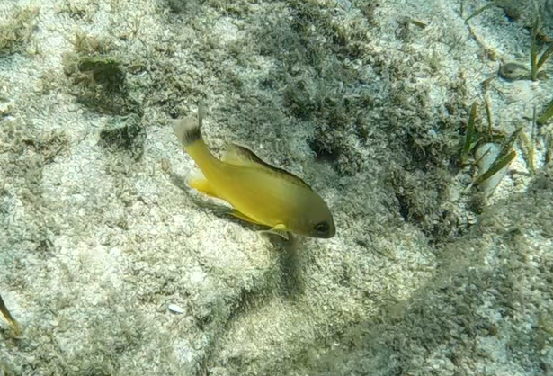 Blacktail Snapper (Lutjanus fulvus)