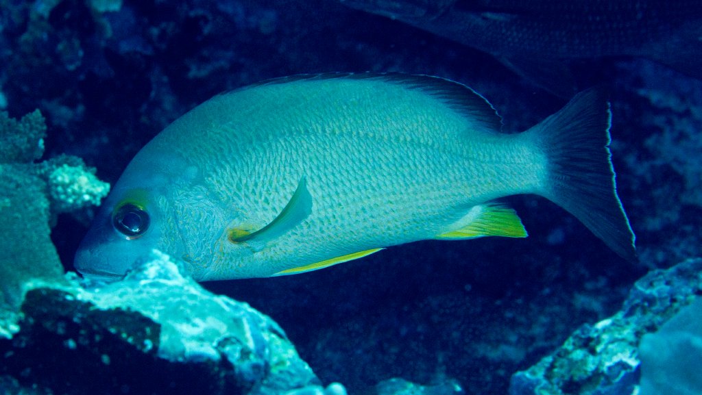 Blacktail Snapper
