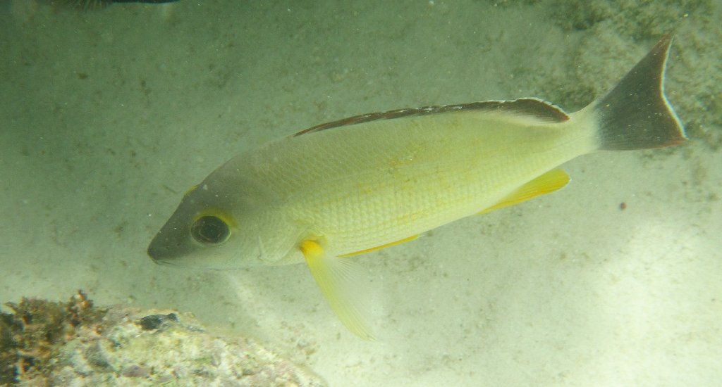 Blacktail Snapper