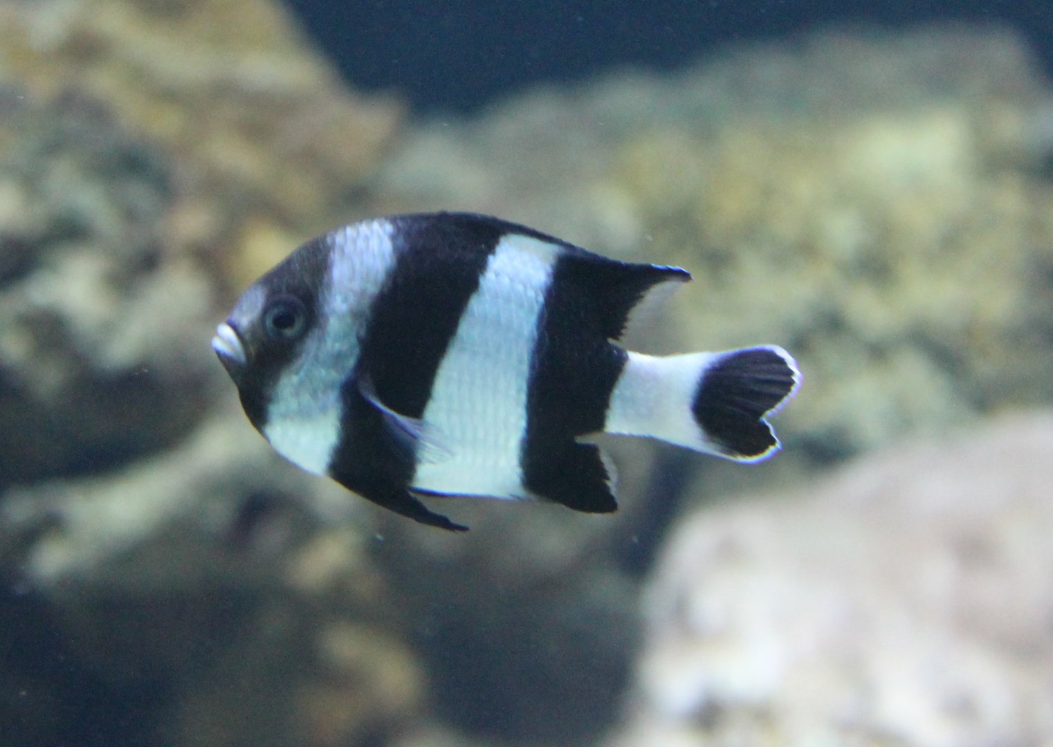 Blacktailed damselfish