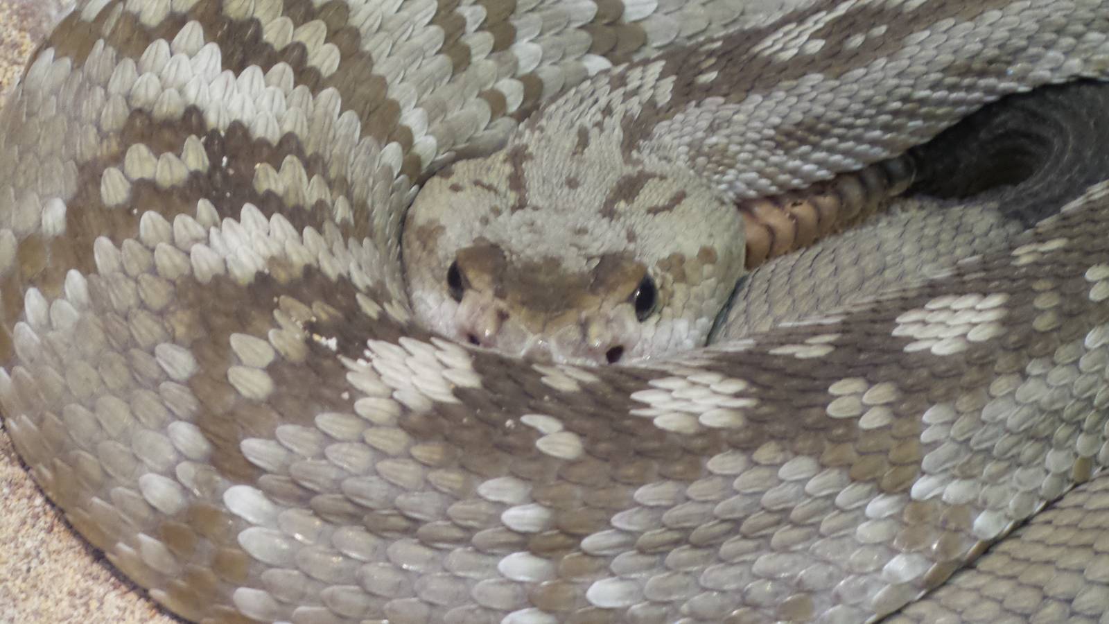 Blacktailed Rattlesnake