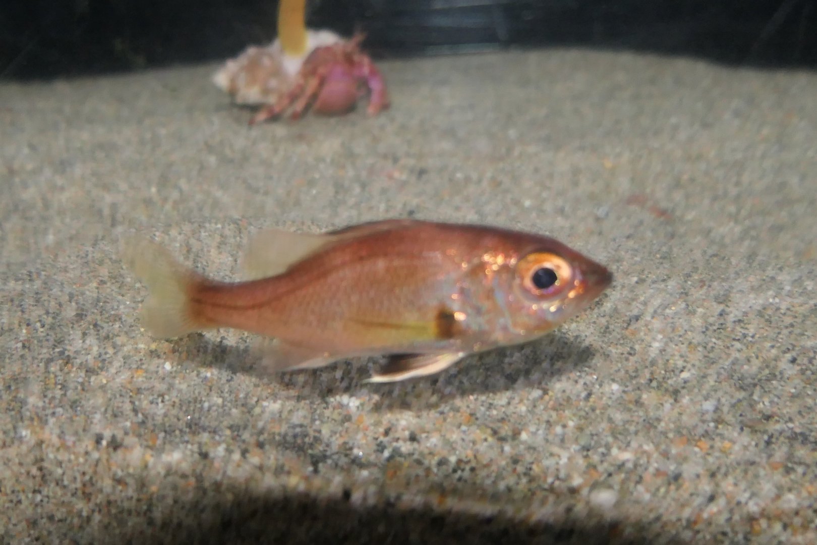 Blackthroat Seaperch (Doederleinia berycoides) - Uozu Aquarium