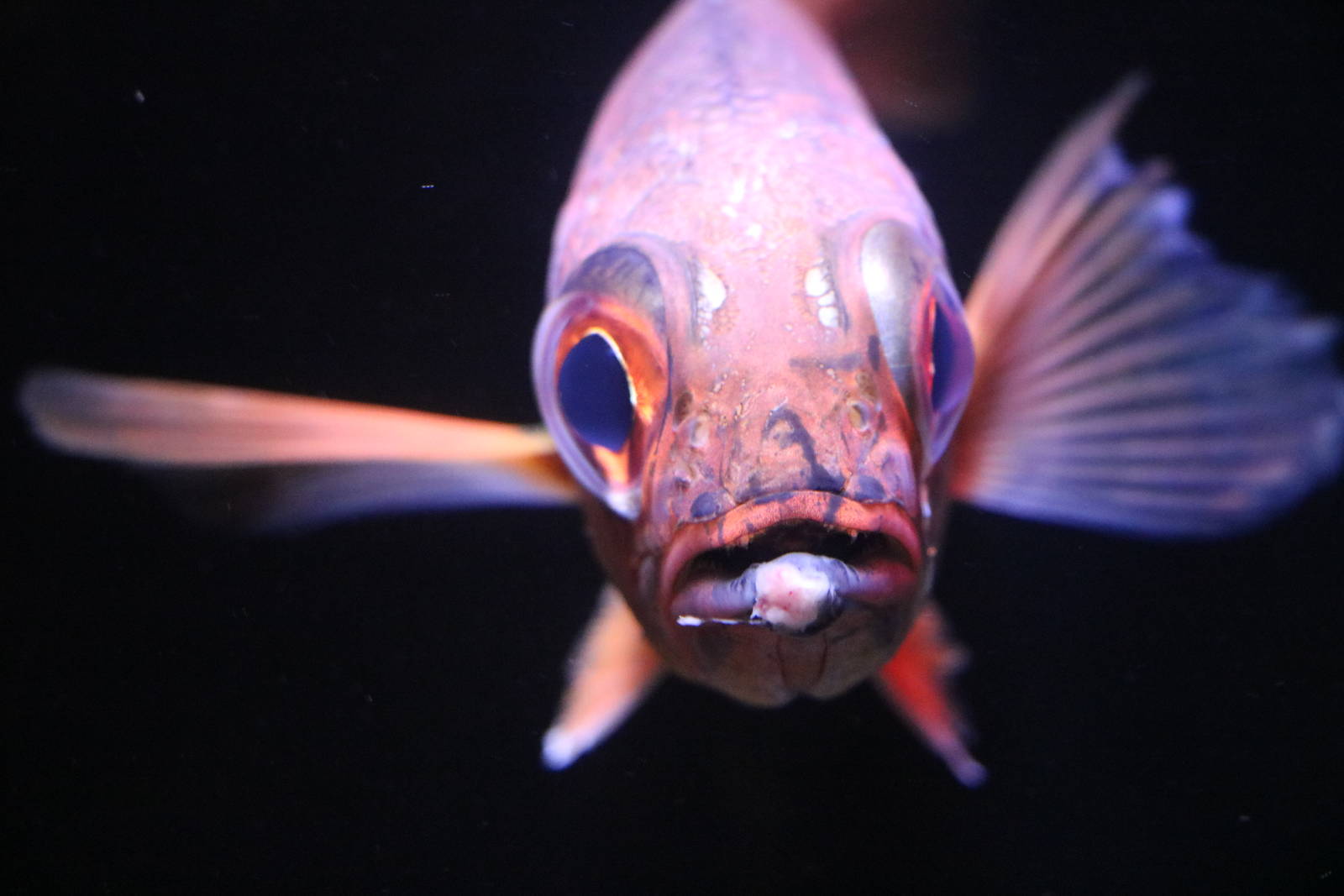 Blackthroat seaperch, February 2016