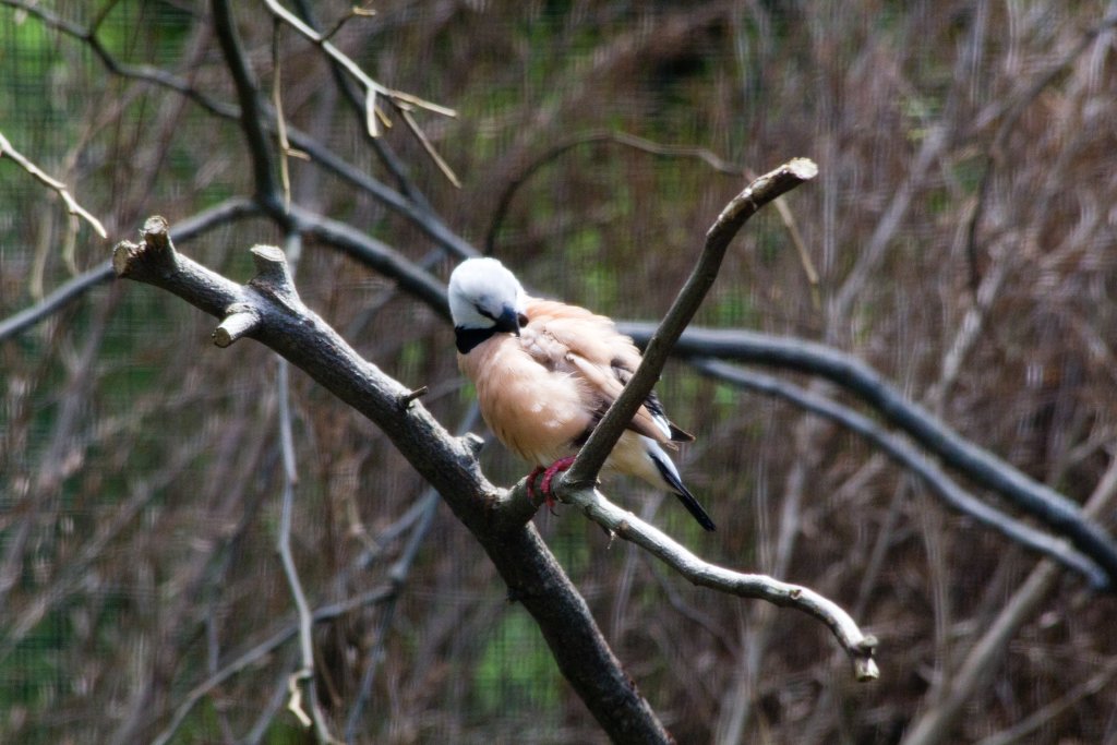 Blackthroated Finch