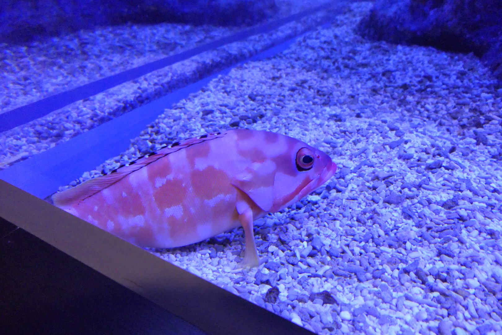 Blacktip Grouper (Epinephelus fasciatus)