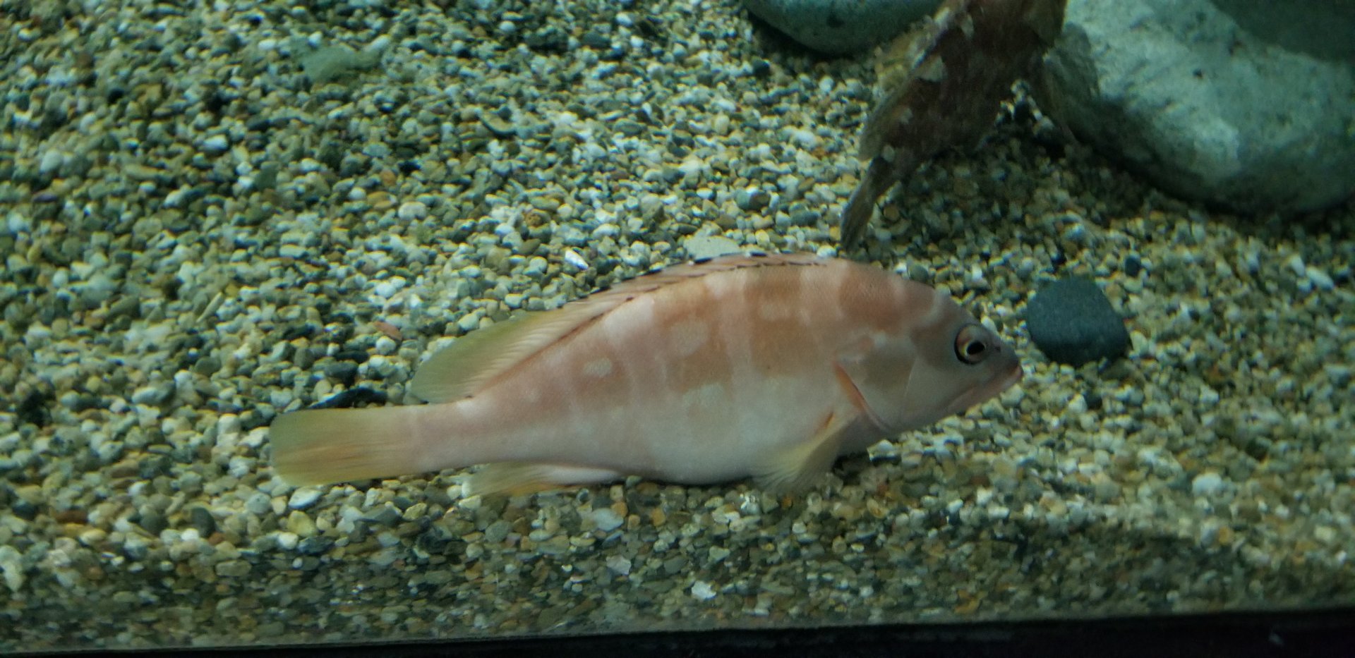 Blacktip Grouper