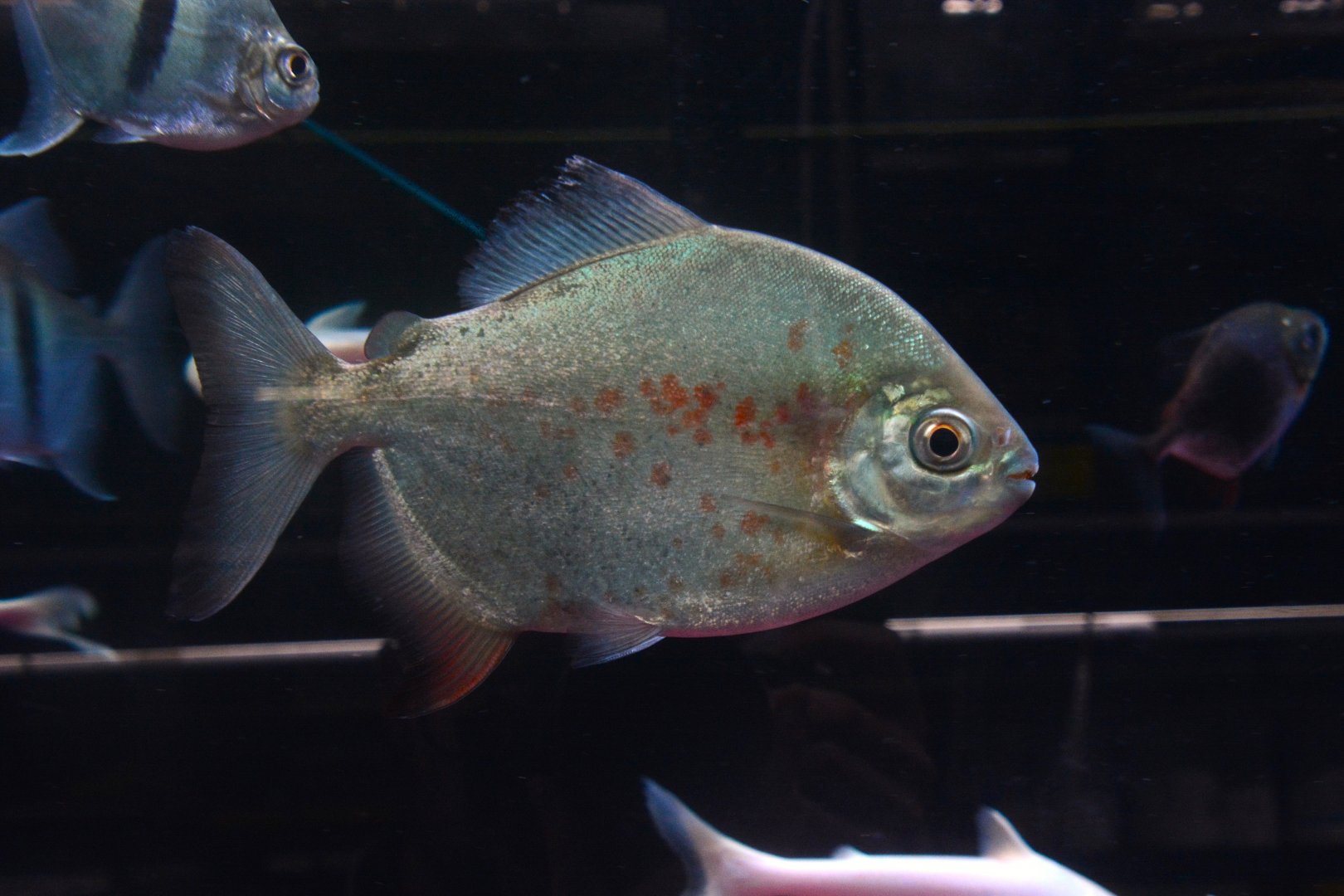 Blacktip parrot-beaked pacu (Tometes ancylorhynchus)