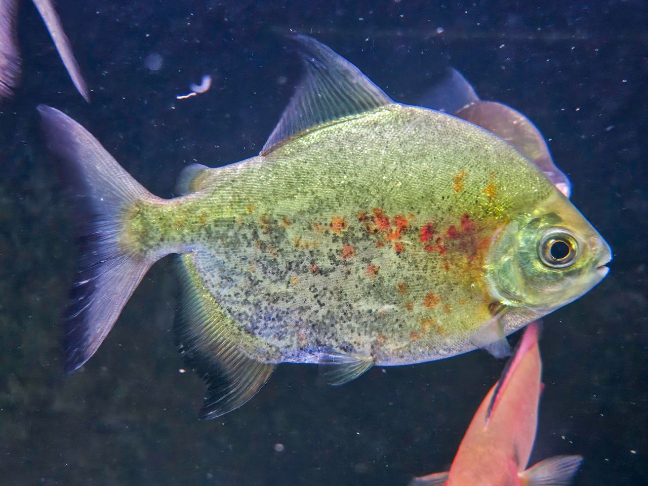 Blacktip Parrot-beaked Pacu (Tometes ancylorhynchus)