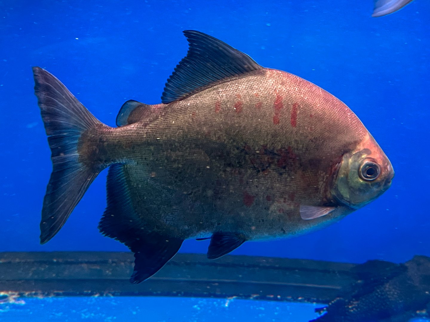 Blacktip Parrot-beaked Pacu (Tometes ancylorhynchus)