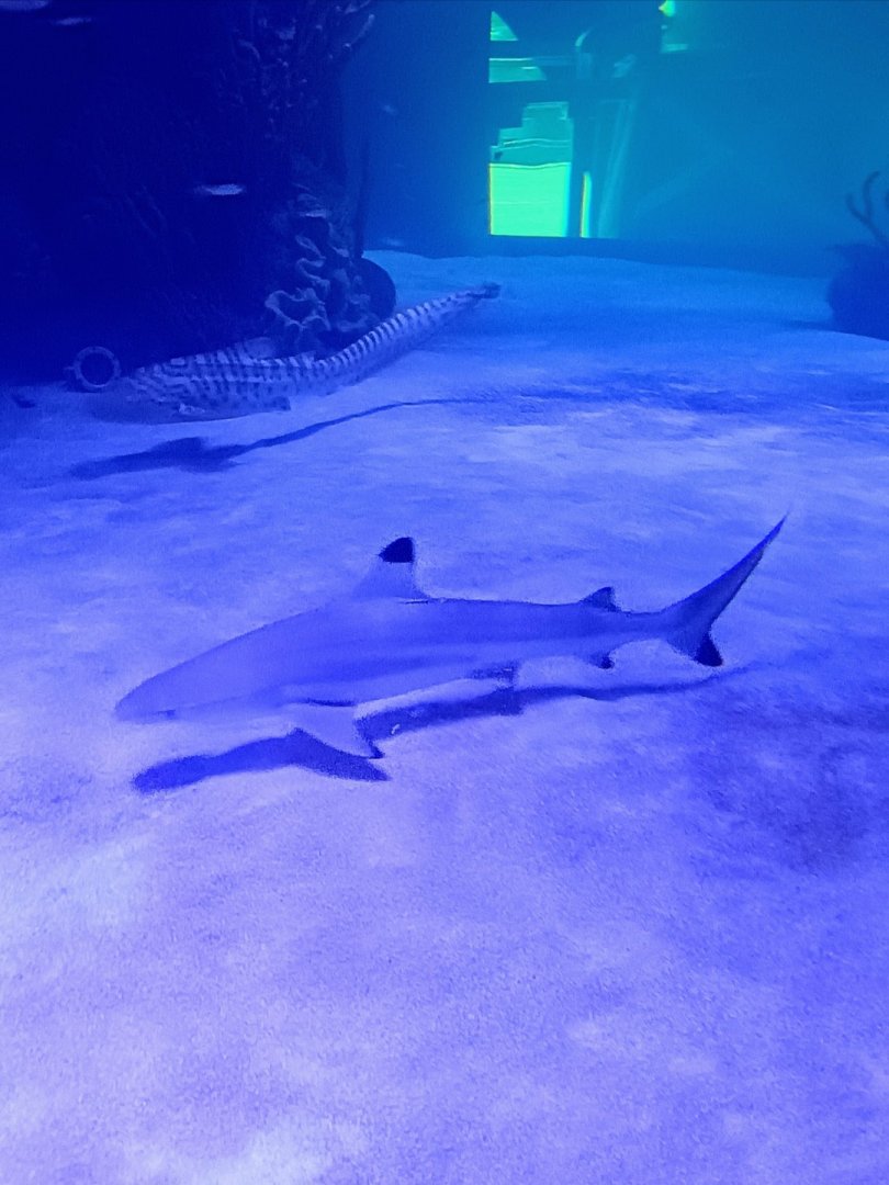 Blacktip Reef and Zebra Sharks (6/21/25)