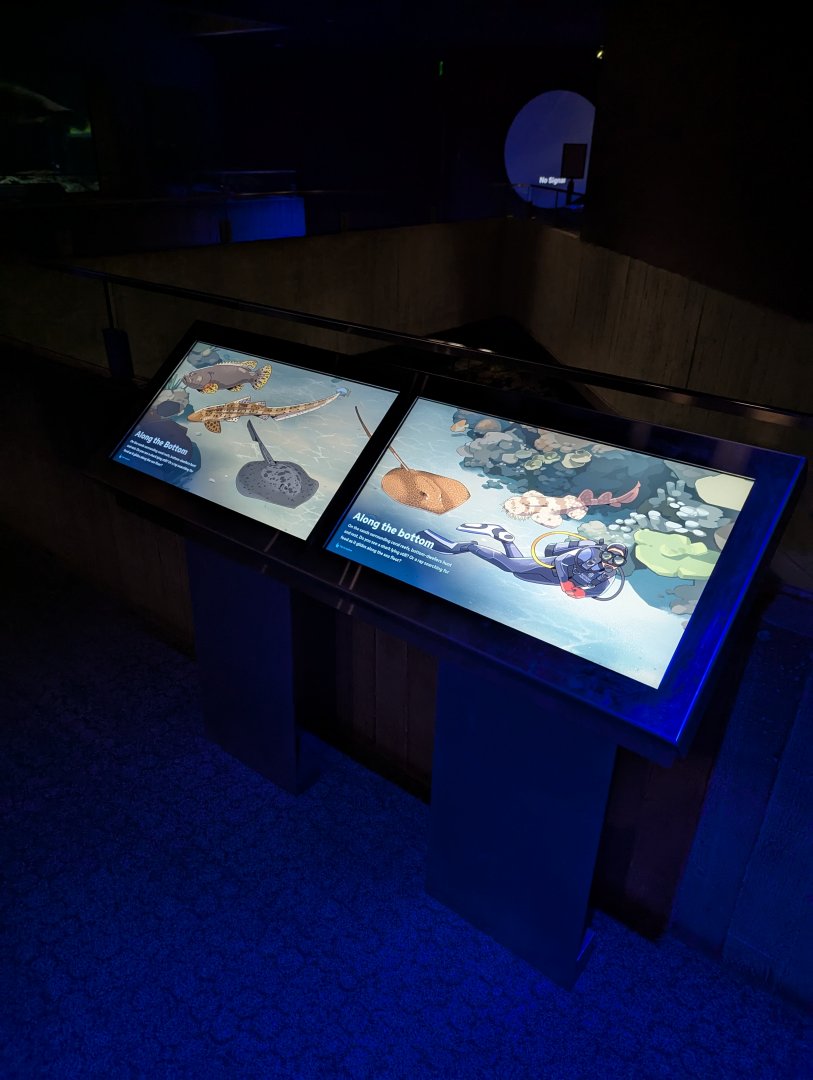 Blacktip Reef Animal ID Display