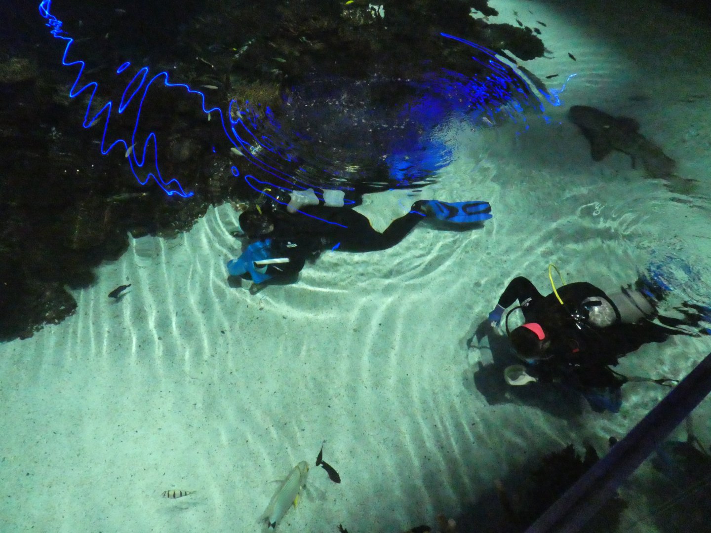 Blacktip Reef - Divers