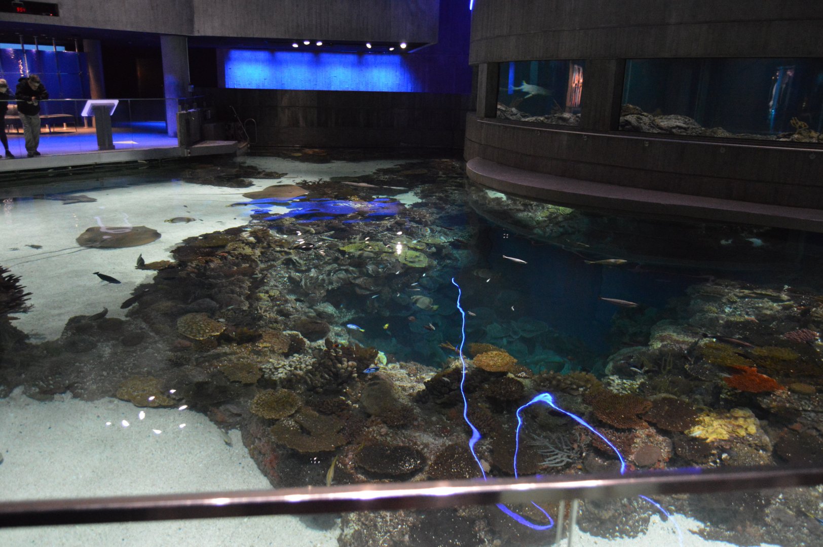 Blacktip Reef - Overview