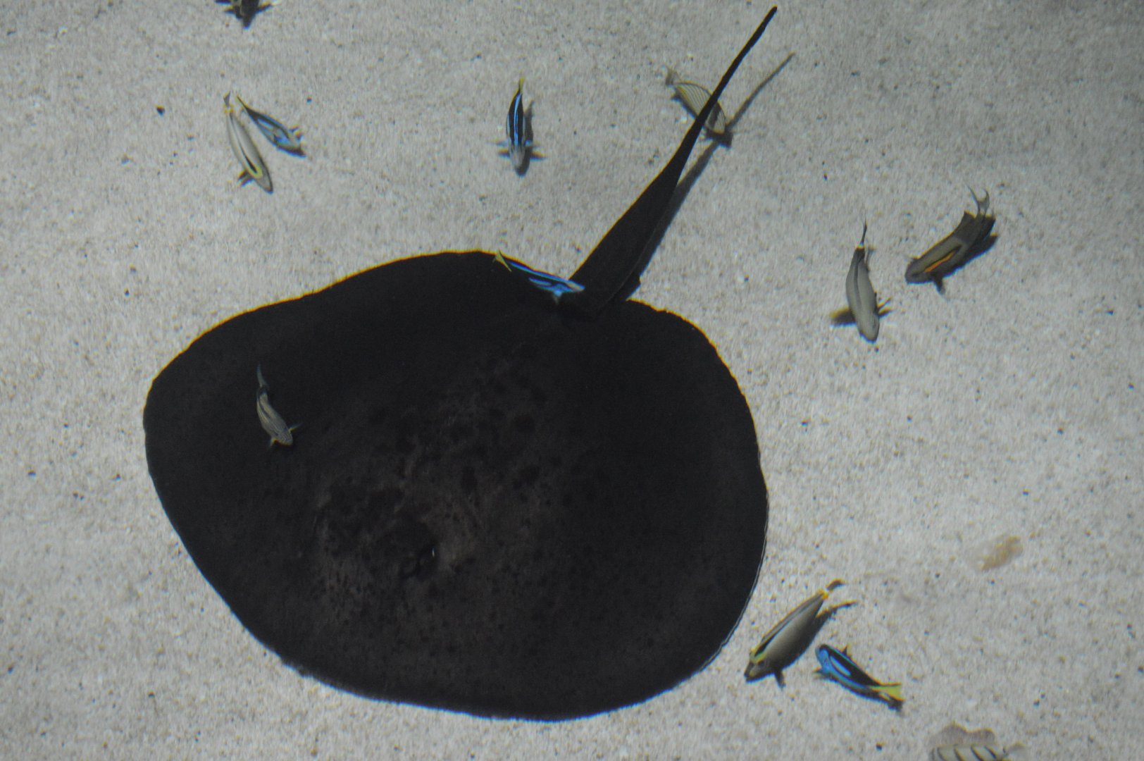Blacktip Reef - Roughtail Stingray (Bathytoshia centroura)