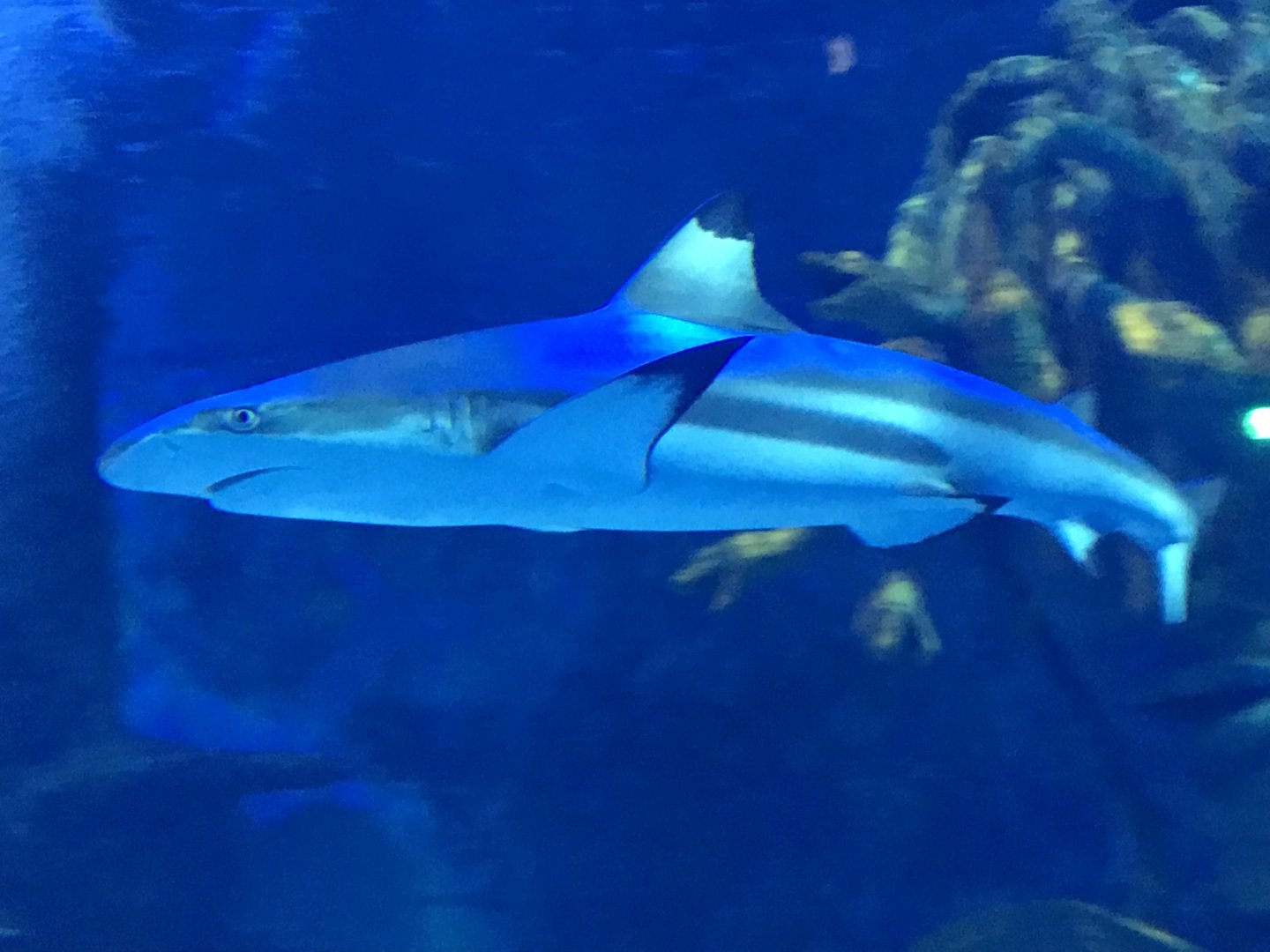 Blacktip reef shark 090818