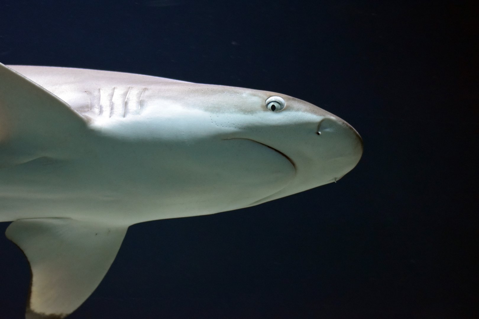 Blacktip reef shark, 20.10.2019
