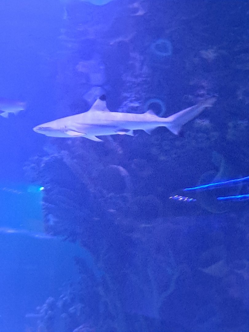 Blacktip Reef Shark (4/19/25)