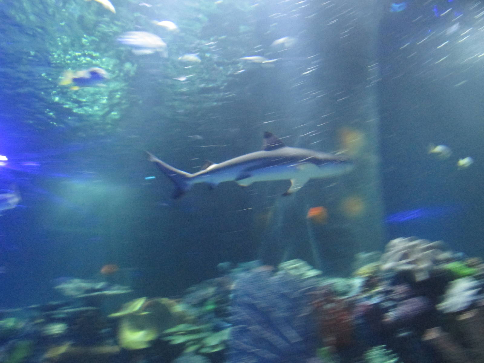blacktip reef shark acuario inbursa
