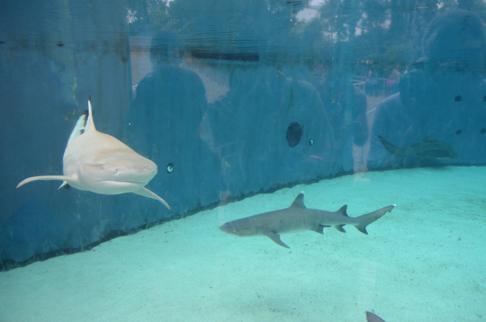 Blacktip Reef Shark and Sand Tiger Shark