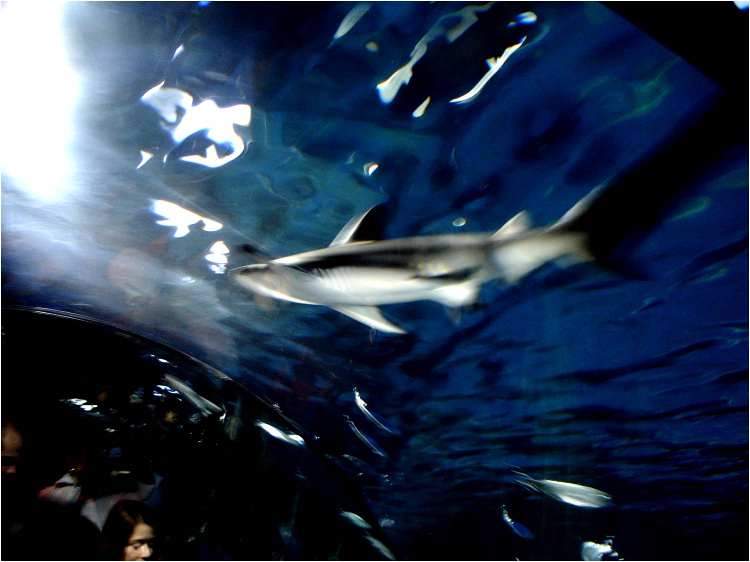Blacktip Reef Shark at Sea Life Porto, 21/04/11