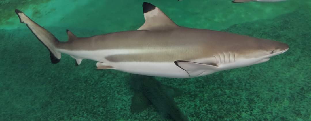 Blacktip reef shark (Carcharhinus limbatus)