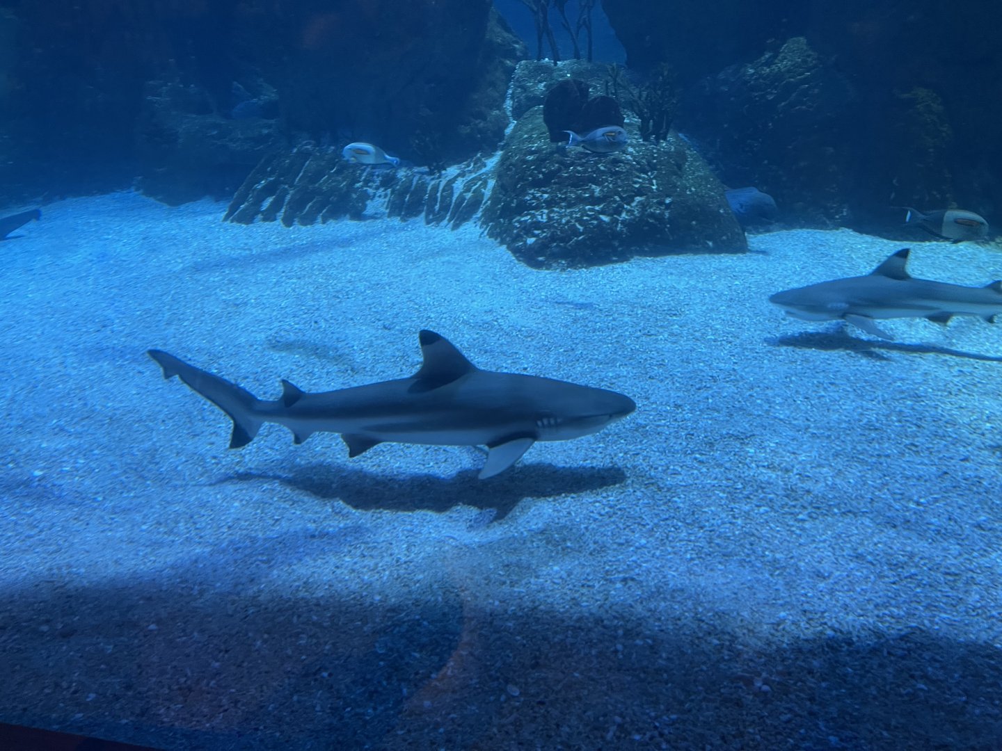 blacktip reef shark (carcharhinus melanopterus) (1)