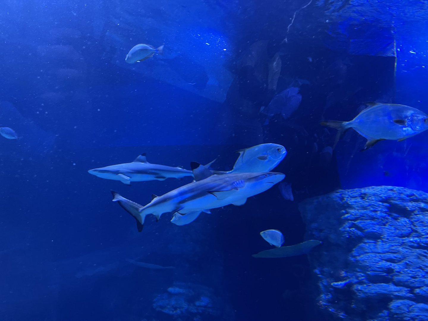 blacktip reef shark (carcharhinus melanopterus) (2) - BX Sea