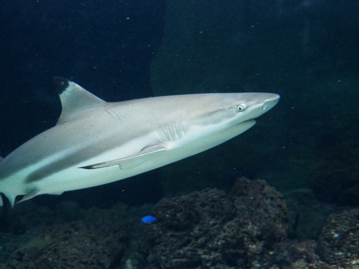 Blacktip reef shark (Carcharhinus melanopterus), 2020-05-24
