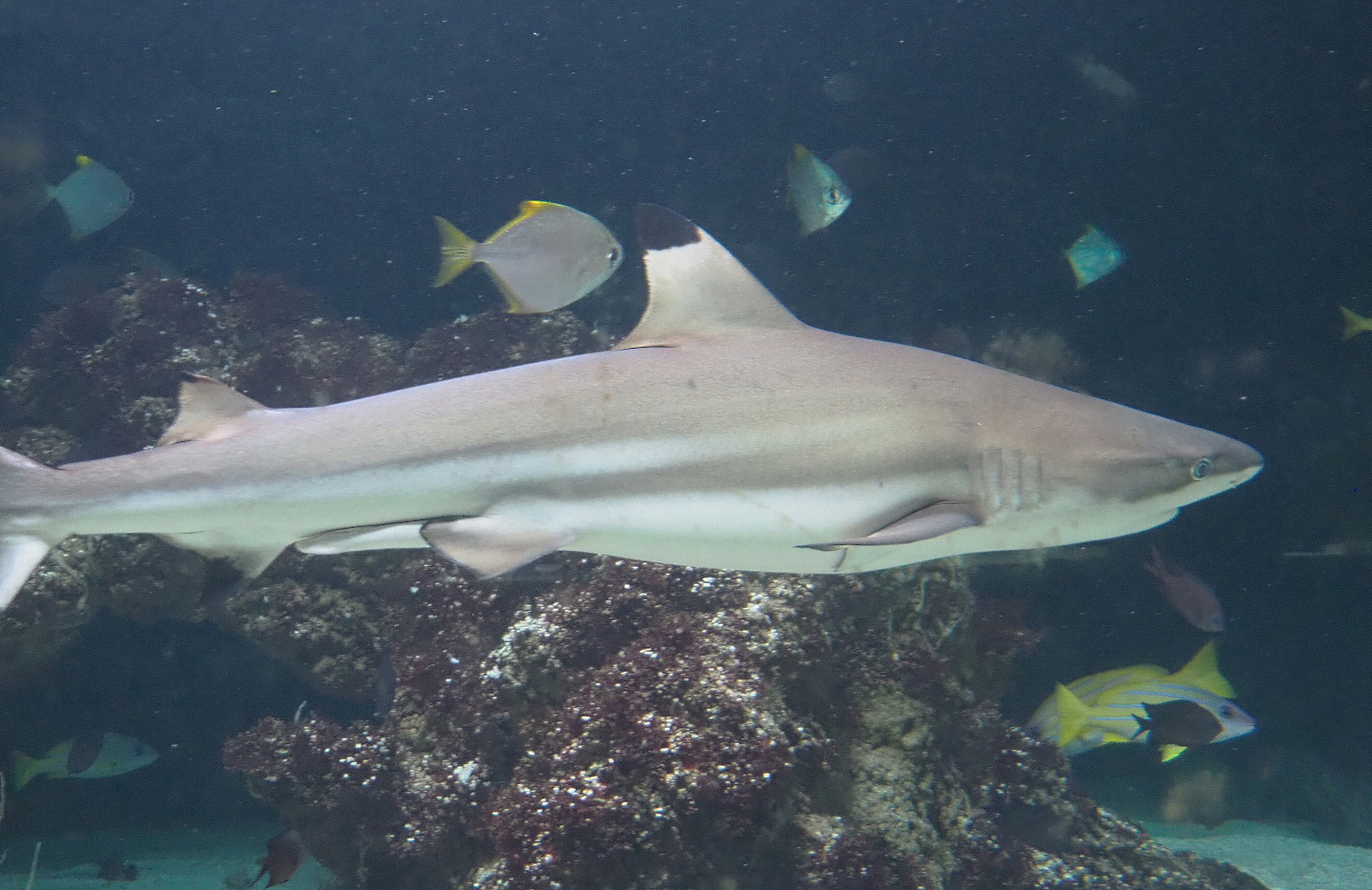 Blacktip reef shark (Carcharhinus melanopterus), 2021-07-17