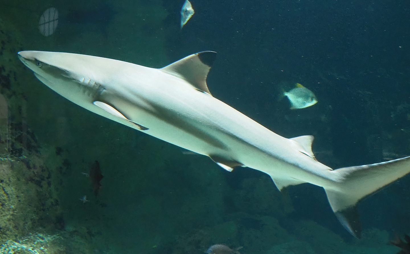 Blacktip reef shark (Carcharhinus melanopterus), 2022-08-16
