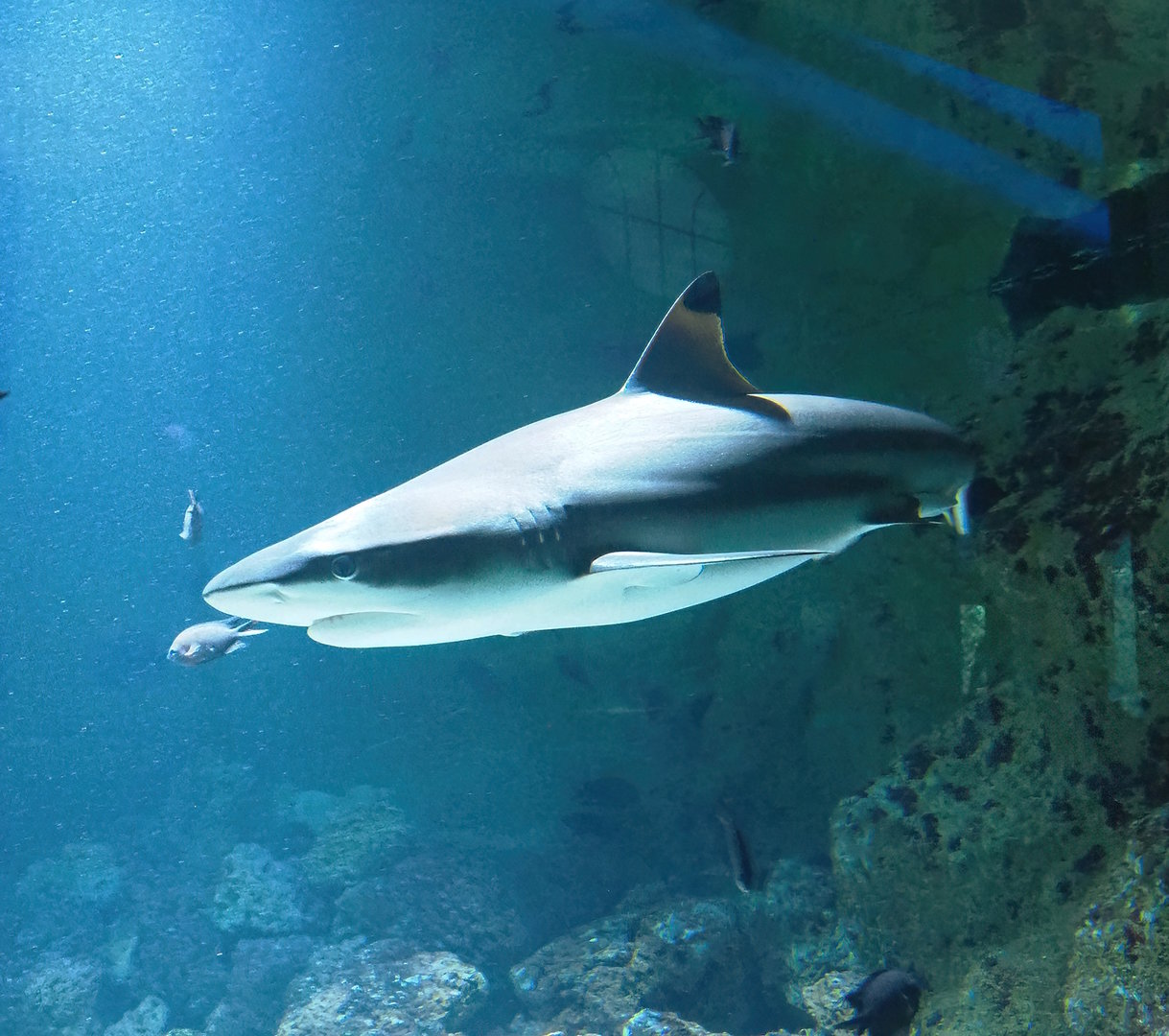 Blacktip reef shark (Carcharhinus melanopterus), 2022-09-04
