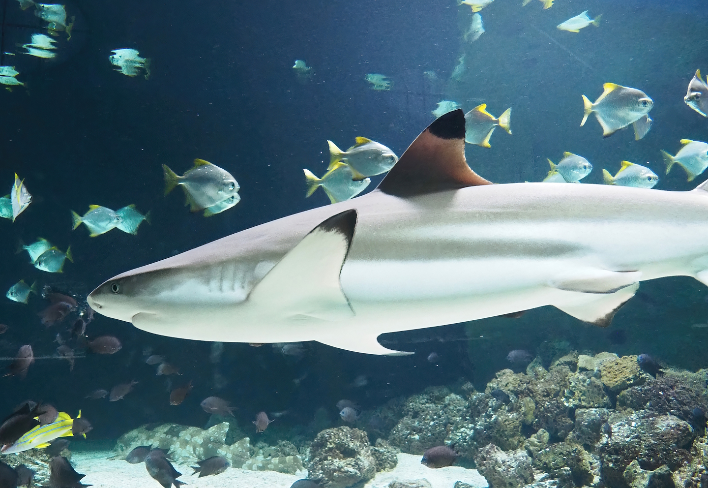 Blacktip reef shark (Carcharhinus melanopterus), 2022-10-29