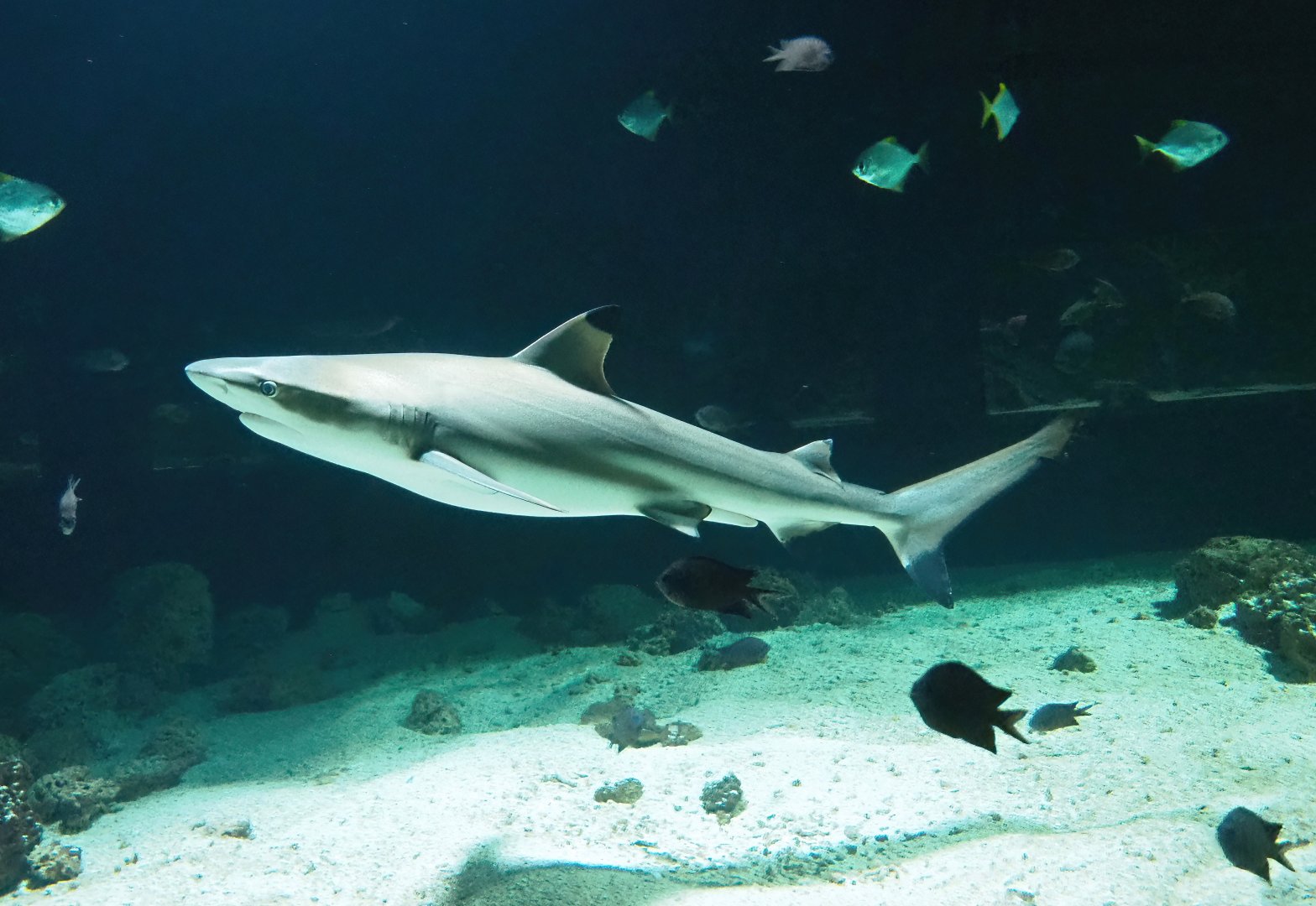 Blacktip reef shark (Carcharhinus melanopterus), 2023-04-08