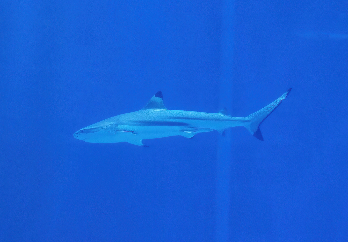 Blacktip reef shark (Carcharhinus melanopterus), 2023-10-07