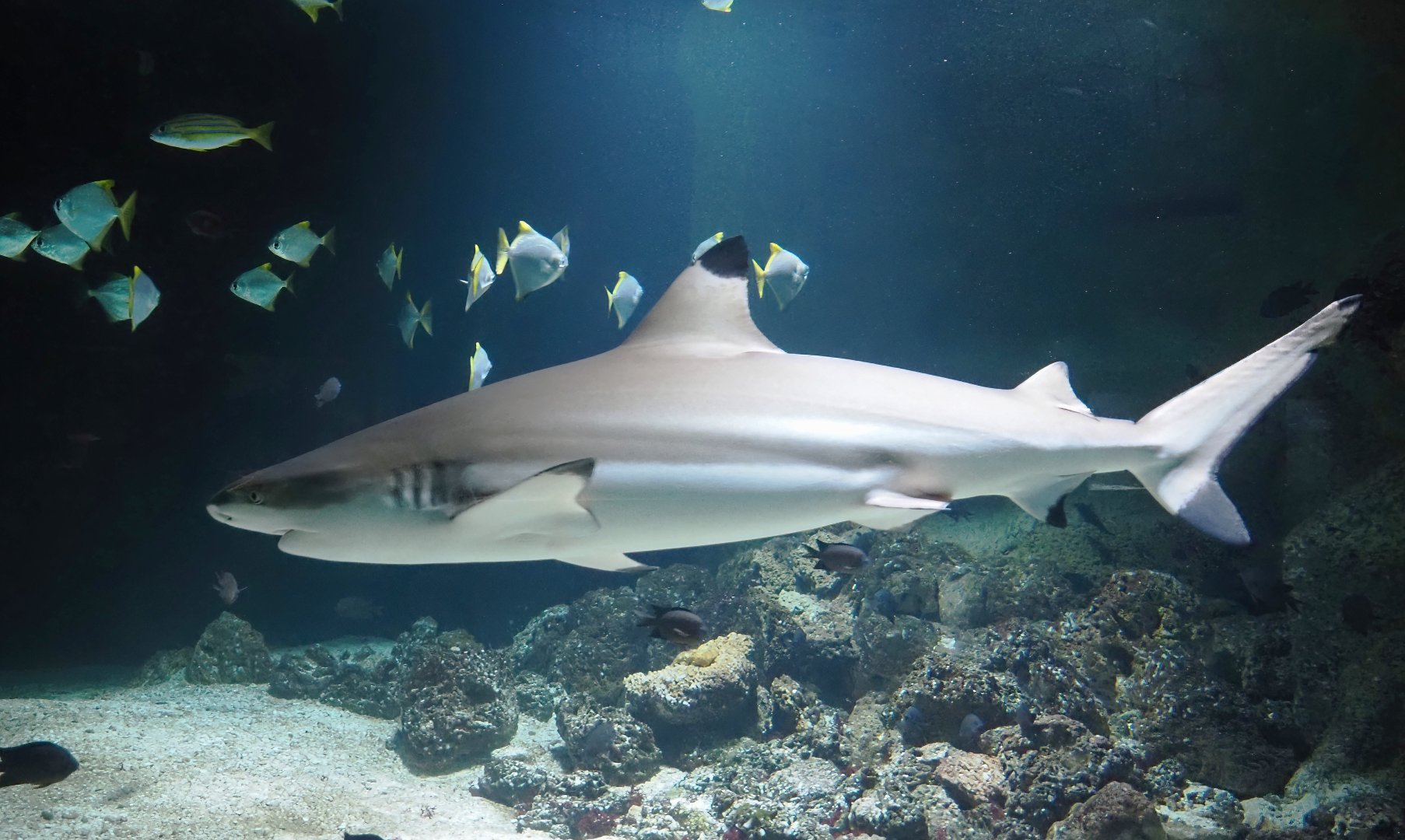 Blacktip reef shark (Carcharhinus melanopterus), 2024-03-09