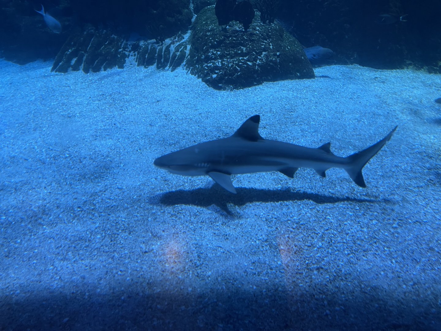 blacktip reef shark (carcharhinus melanopterus) (3)