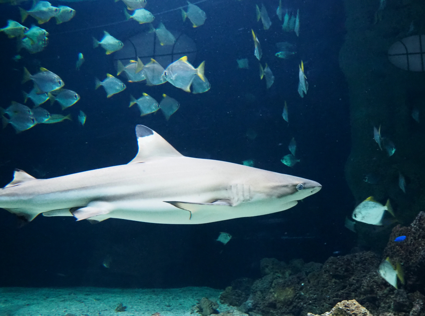 Blacktip reef shark (Carcharhinus melanopterus) and Silver moonies (Monodactylus argenteus), 2019-12-30