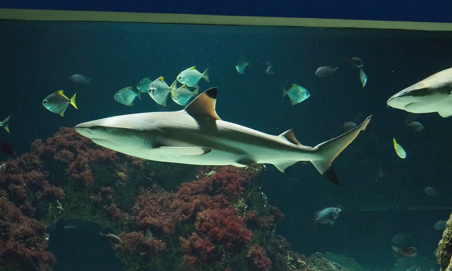 Blacktip reef shark (Carcharhinus melanopterus) and Silver moonies (Monodactylus argenteus), 2023-07-22
