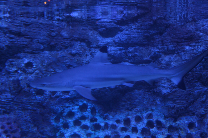 Blacktip reef shark (Carcharhinus melanopterus) - BXSea