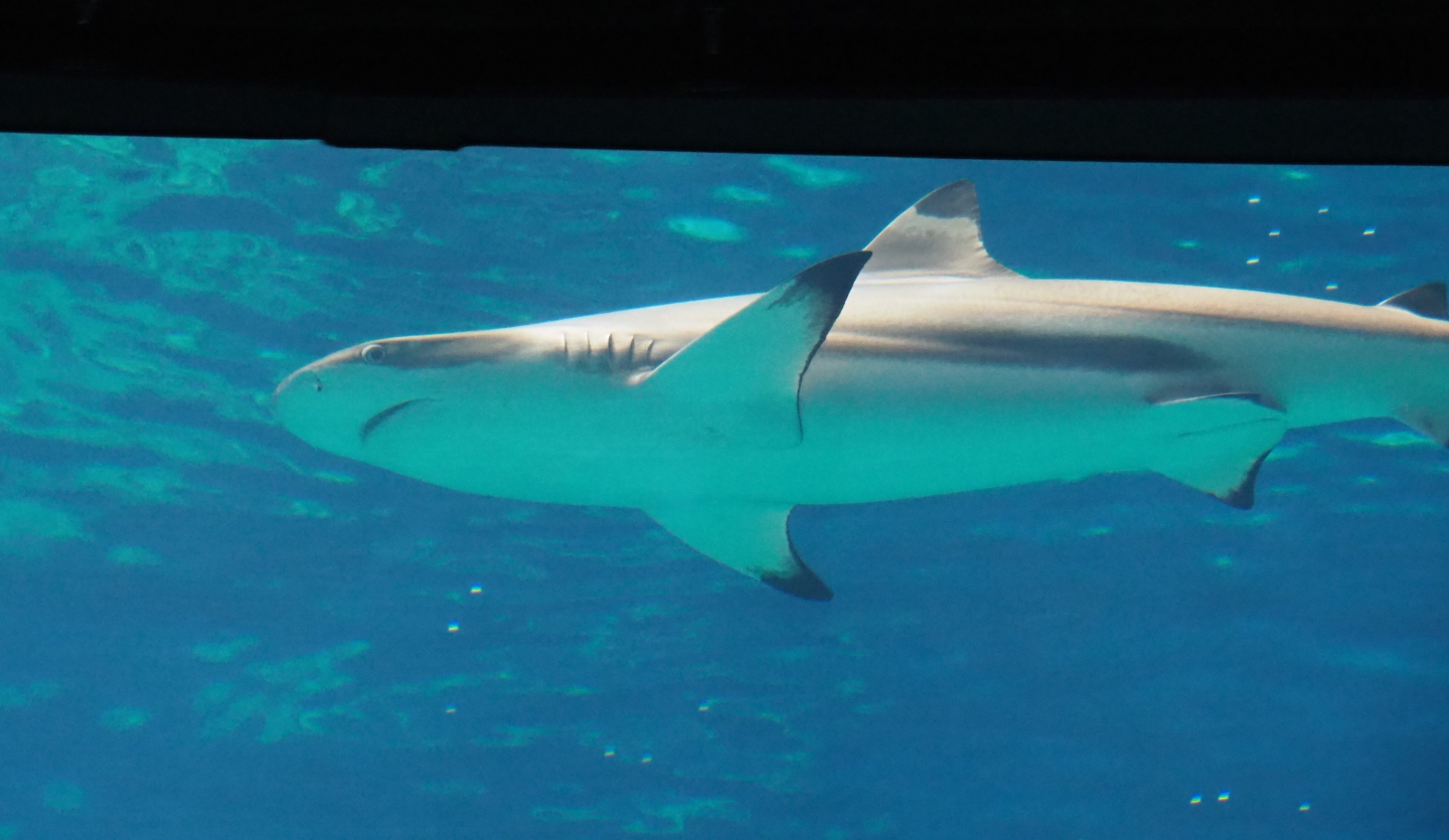 Blacktip reef shark (Carcharhinus melanopterus), Sep 16th, 2018