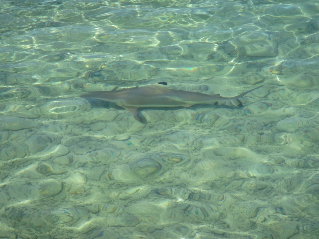 Blacktip Reef Shark (Carcharhinus melanopterus)