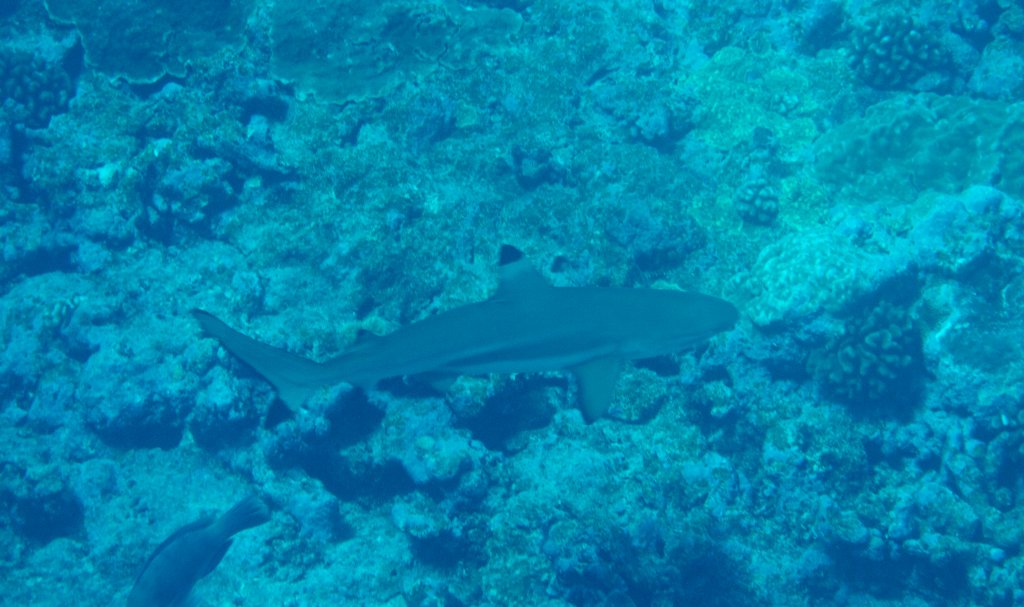 Blacktip Reef Shark (Carcharhinus melanopterus)