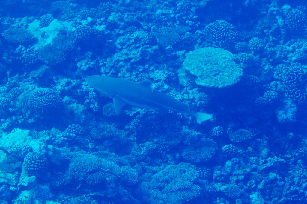 Blacktip Reef Shark (Carcharhinus melanopterus)