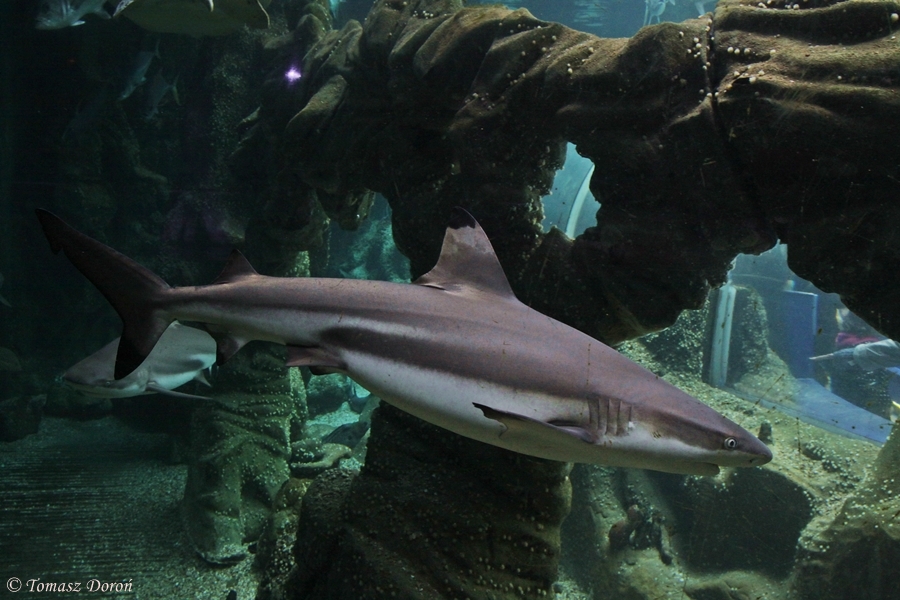 Blacktip Reef Shark (Carcharhinus melanopterus)