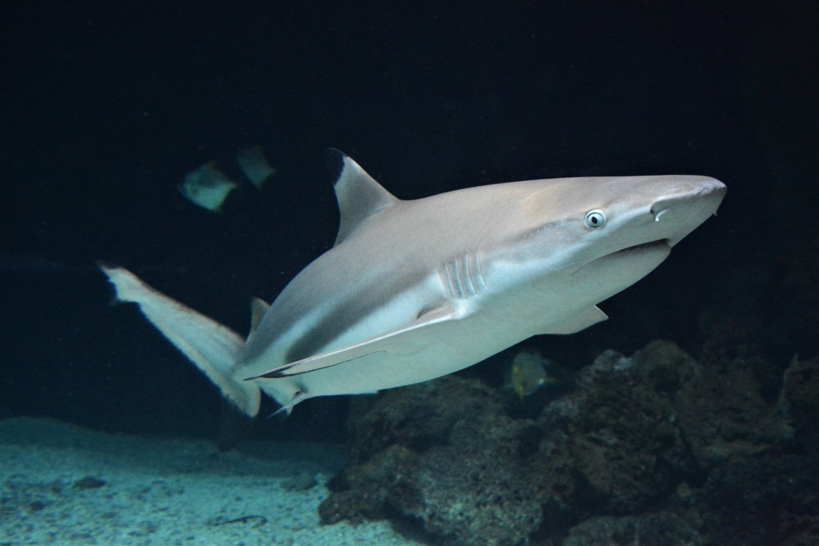 Blacktip reef shark (Carcharhinus melanopterus)